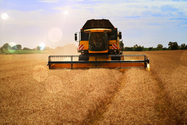 Harvesting wheat Stock Photo