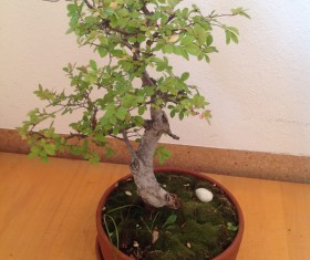 Indoor bonsai trees HD picture
