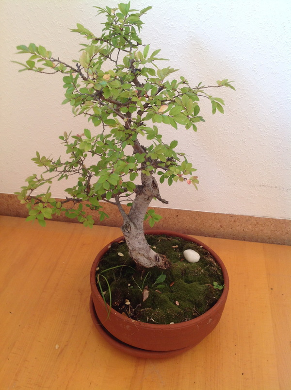 Indoor bonsai trees HD picture