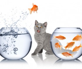 Jump out of goldfish and cat with water HD picture