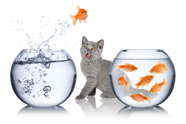 Jump out of goldfish and cat with water HD picture