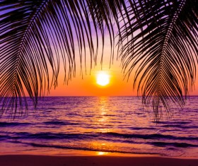 Ocean Sunset with palm leaves Stock Photo