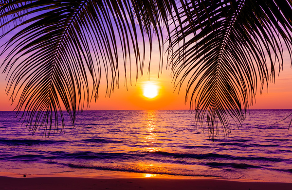 Ocean Sunset with palm leaves Stock Photo