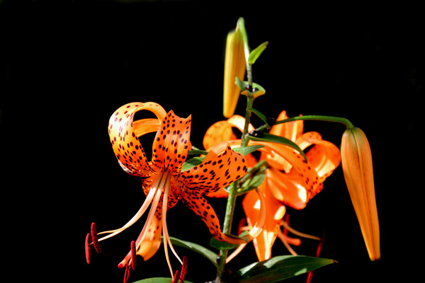 Orange wild lily HD picture