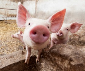 Pig farm Stock Photo