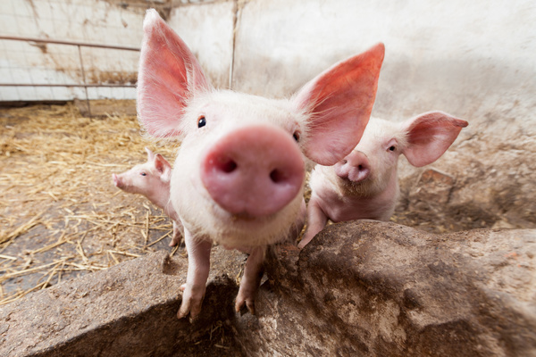 Pig farm Stock Photo