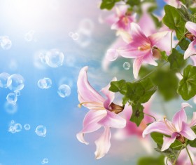 Pink lily background HD picture