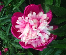 Pink peony flowers HD picture