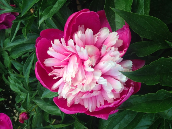 Pink peony flowers HD picture