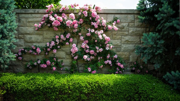 Pink rose flower wall HD picture