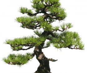 Pinus thunbergii HD picture