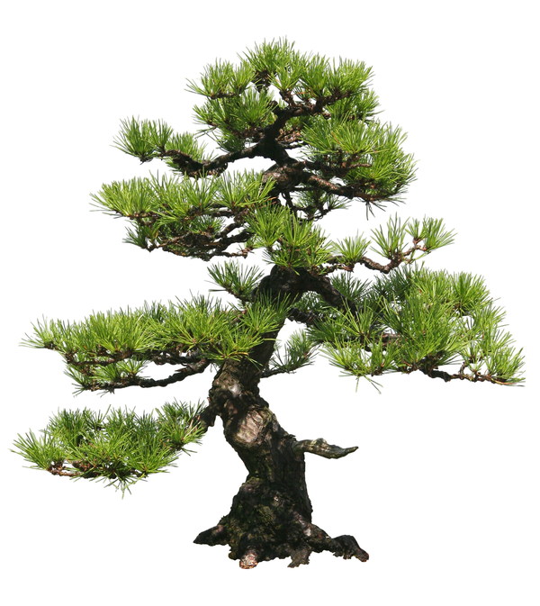 Pinus thunbergii HD picture