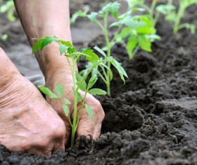 Planted seedlings Stock Photo
