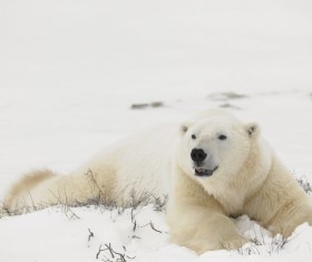 Polar bear Stock Photo