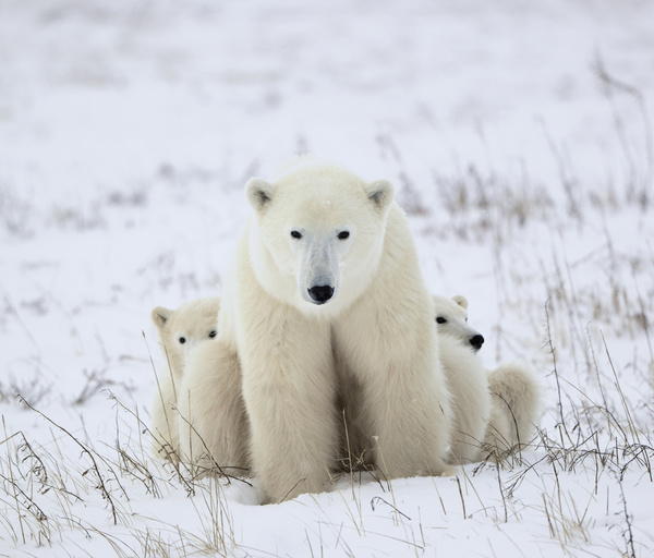 Polar bears and cubs Stock Photo 01