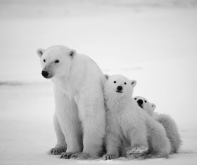 Polar bears and cubs Stock Photo 02