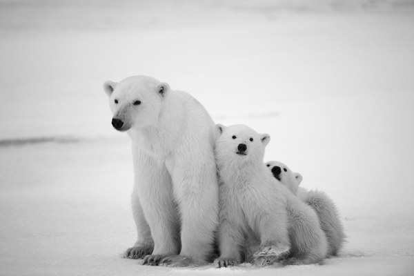 Polar bears and cubs Stock Photo 02
