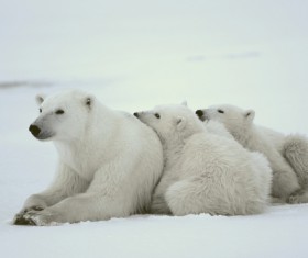 Polar bears and cubs Stock Photo 03