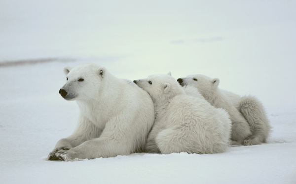 Polar bears and cubs Stock Photo 03