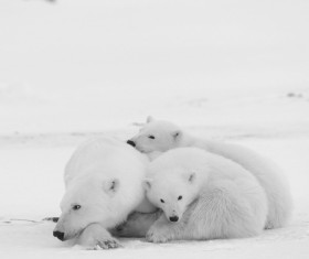 Polar bears and cubs Stock Photo 04