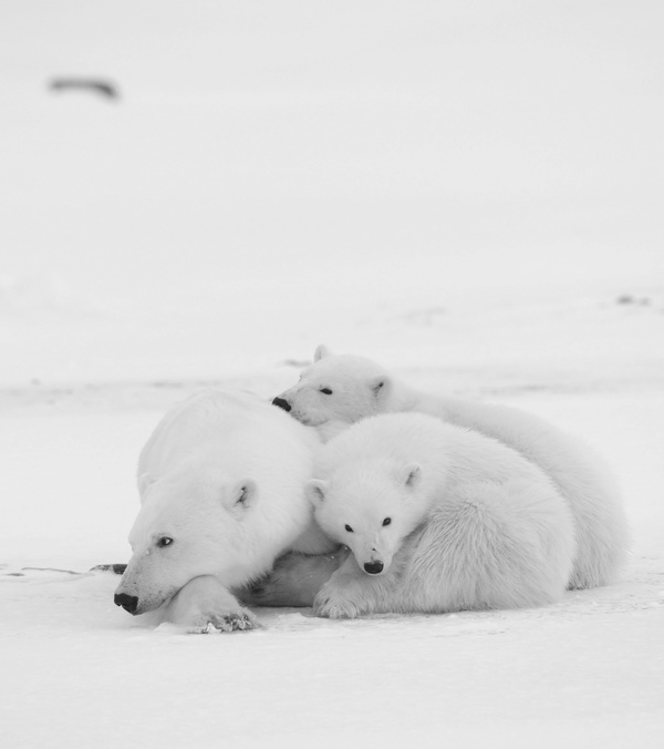 Polar bears and cubs Stock Photo 04