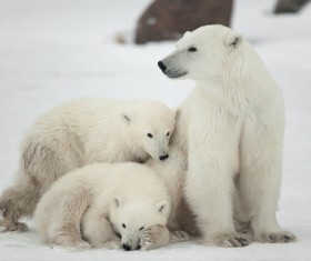 Polar bears and cubs Stock Photo 05