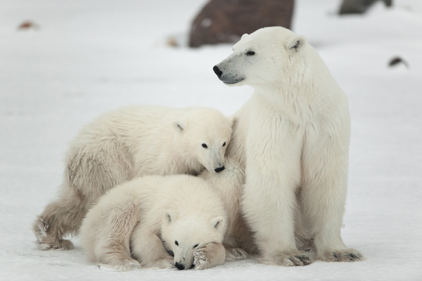 Polar bears and cubs Stock Photo 05