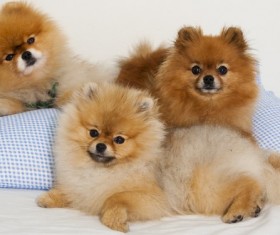 Pomeranian Stock Photo