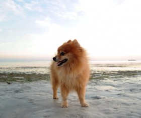 Pomeranian Stock Photo