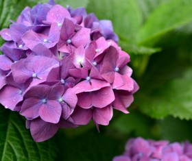 Purple Hydrangea Flowers HD picture