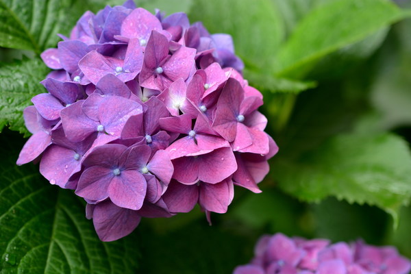 Purple Hydrangea Flowers HD picture