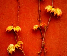 Red climbing wall tiger Stock Photo