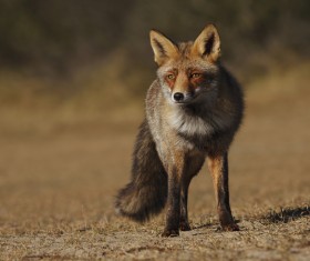 Red fox Stock Photo