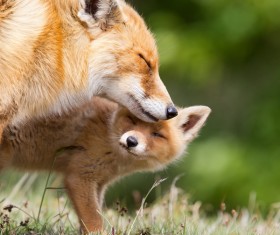 Red fox with cub Stock Photo