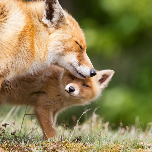 Red fox with cub Stock Photo