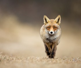 Run the red fox Stock Photo