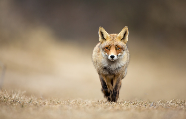 Run the red fox Stock Photo