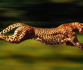 Running leopards Stock Photo