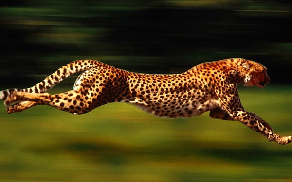 Running leopards Stock Photo