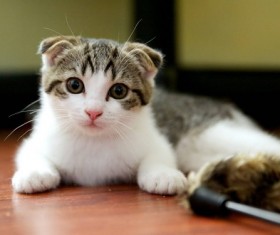 Scottish Folded Cat Stock Photo