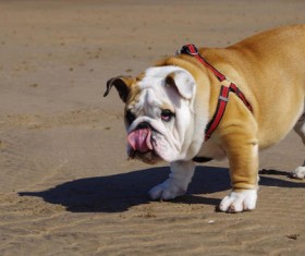 Shar Pei Stock Photo