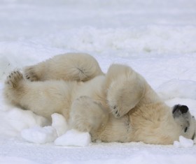 Sleeping polar bear Stock Photo