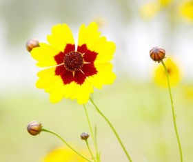 Snake eye Ju HD picture