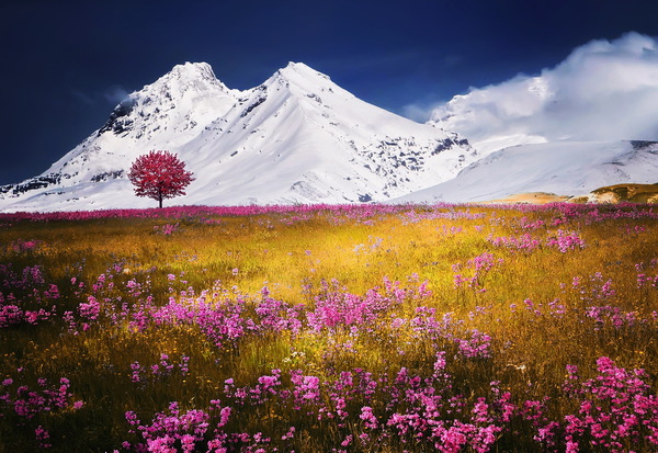 Snow Mountain flowers Stock Photo