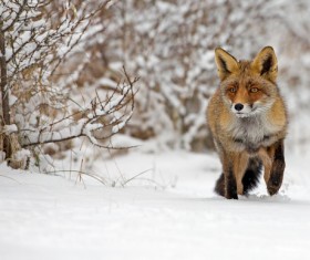 Snow red fox Stock Photo 01