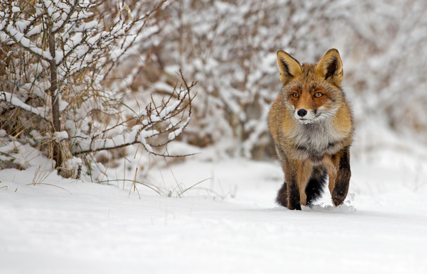 Snow red fox Stock Photo 01