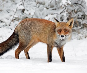 Snow red fox Stock Photo 02