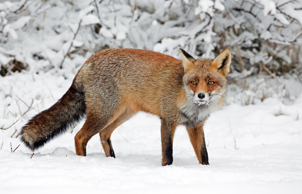 Snow red fox Stock Photo 02