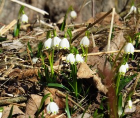 Snowdrops Stock Photo