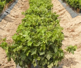 Solar valley of vineyards Stock Photo 01